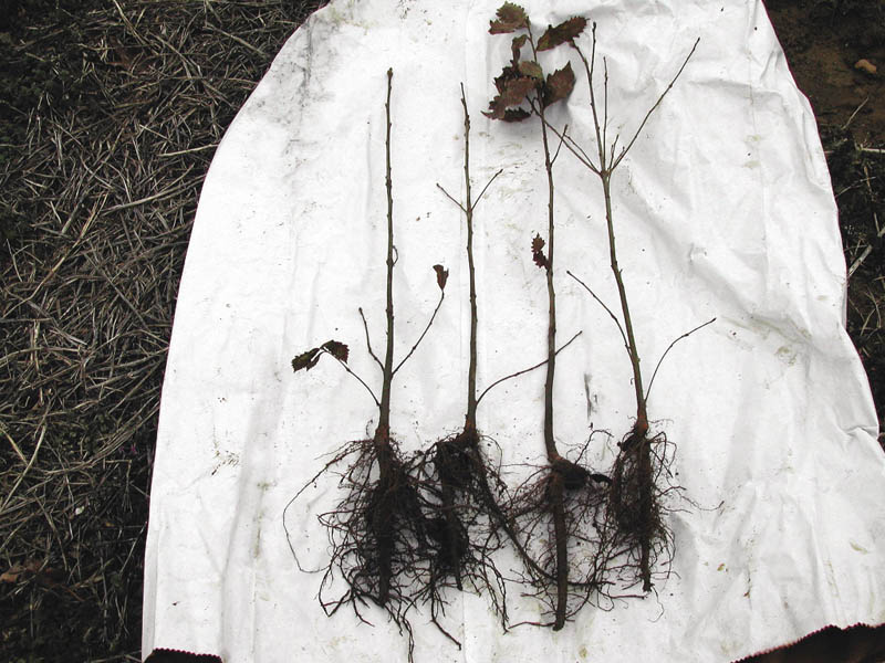 Four seedlings are laid out on a white sheet. The seedlings have well-developed root systems that are not covered in dirt.